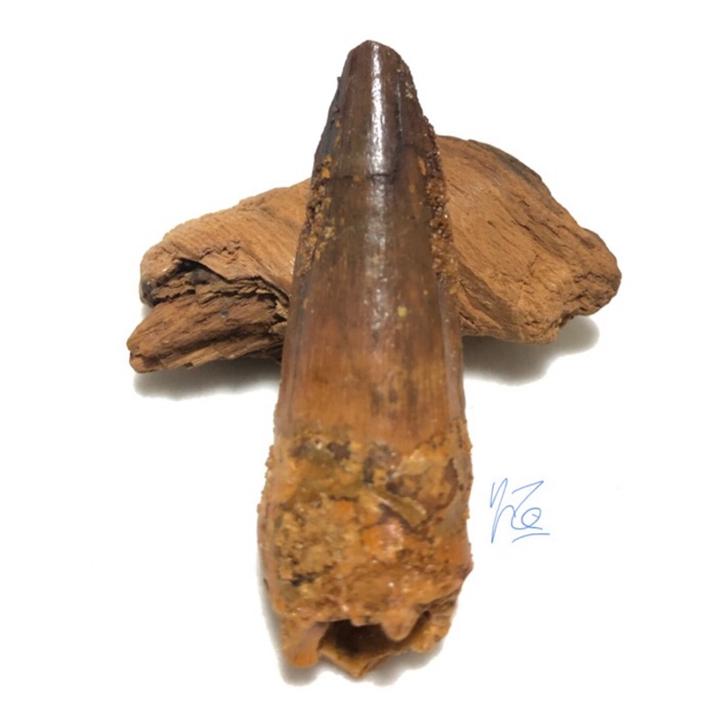 ［恆］恐龍牙齒化石-埃及棘龍牙