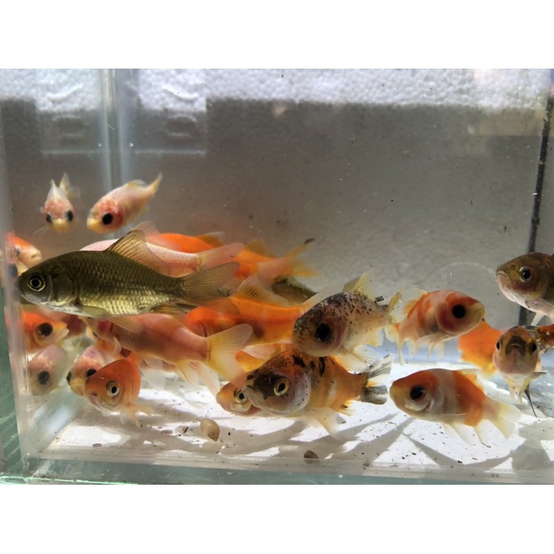 朱文錦5 6公分飼料魚模型觀賞魚餌未滿300元請加購保麗龍箱 蝦皮購物