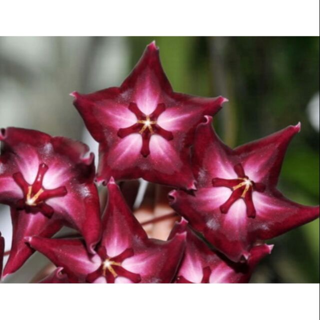 大花毬蘭 Hoya Kaimuki Red 毬蘭 蝦皮購物