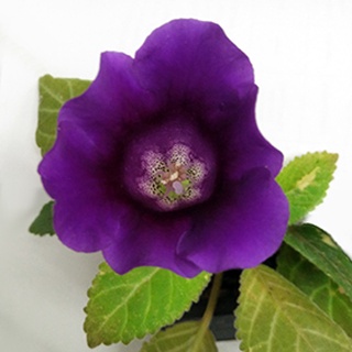 穀木草 大岩桐 種子 紫色 單瓣花 輻射對稱 微香 室內植物 淨化空氣 綠化環境 (價格依規格)