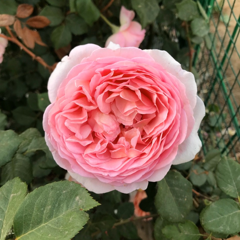 《亞伯拉罕達比》英國玫瑰 半蔓性玫瑰 藤本月季  月季 薔薇 玫瑰 三寸半苗