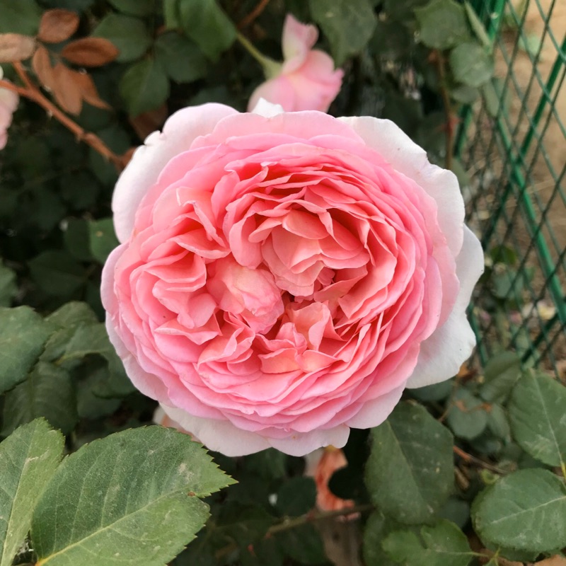 蔓性薔薇的價格推薦 21年8月 比價比個夠biggo