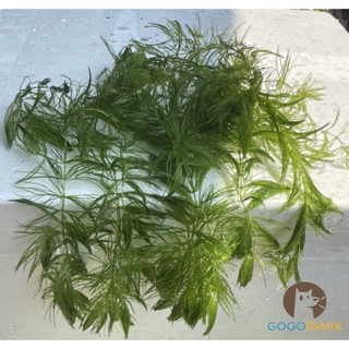 金魚草 優惠推薦 22年10月 蝦皮購物台灣