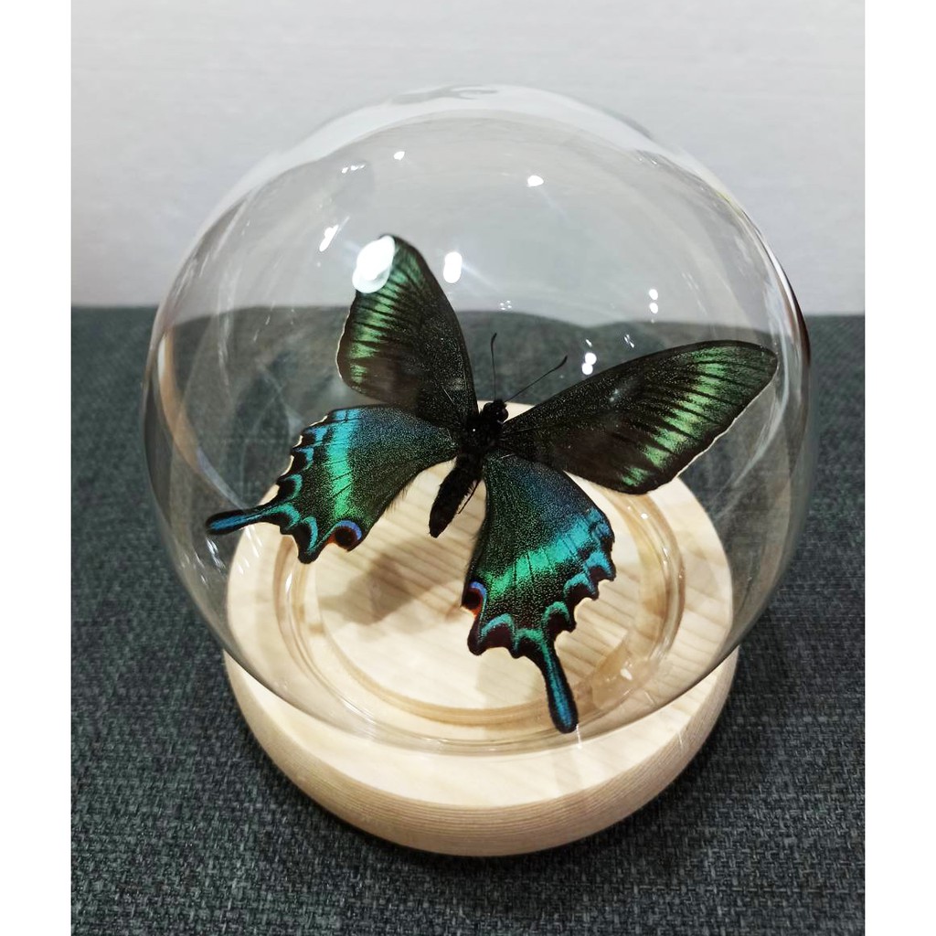 鳳蝶標本 Ptt Dcard討論與高評價網拍商品 21年10月 飛比價格