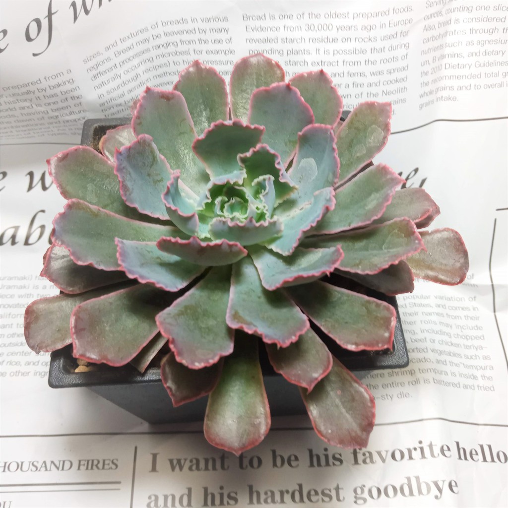 多肉植物 晚霞之舞 4吋盆 裸根不含盆土 園藝 多肉植物 Lady Grey多肉 雜貨小舖 蝦皮購物