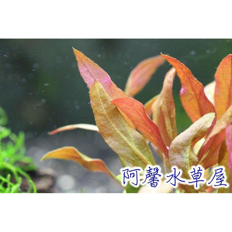 阿馨水草屋 小血心蘭 一組8株40元 水上葉狀態水族景觀設計造景裝飾水族箱真的水草缸專賣店 蝦皮購物