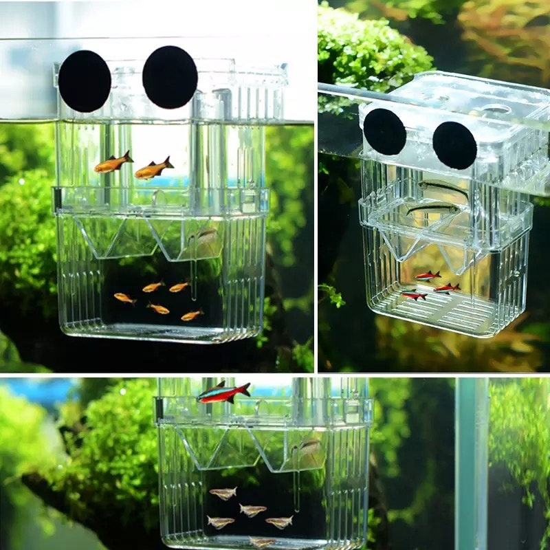 蝦皮推薦 孔雀魚繁殖盒幼魚孵化盒魚缸隔離盒斗魚盒幼魚苗隔離箱網魚卵產房 蝦皮購物
