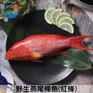 【佐佐鮮】野生燕尾條魚(紅條)_250g±10%/尾(去鰓、去鱗、去肚)