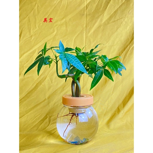 ｛英宏｝開運植物 底部有精美小石頭水耕植物 造型馬拉巴栗（美國花生）
