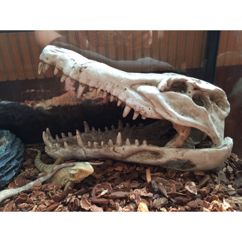 ［二手］大的恐龍頭骨  化石  爬蟲類  蜥蜴  守宮  蛇  水族箱造景  魚缸造景   躲藏（另售二手爬蟲類的家）