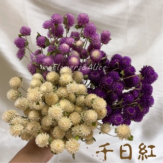 信心花舍 乾燥花天然乾燥千日紅自然風乾千日紅染色千日紅顆圓仔花diy花材手作素材攝影道具花材 蝦皮購物