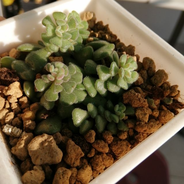 奇萌仔多肉 毛小玉三吋 不含盆 蝦皮購物