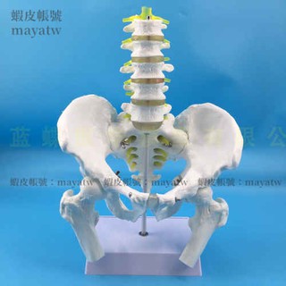 (MD-B_0063)自然大人體脊柱五節腰椎帶尾骨椎間盤神經模型成人腰椎帶骨盆模型