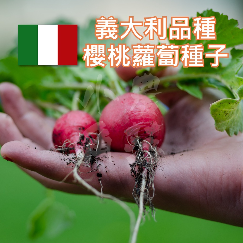 現貨 不用再問 櫻桃蘿蔔種子全年可種赤丸日大根赤丸二十日大根蘿蔔快速收成雪裡紅沙拉蔬菜 蝦皮購物