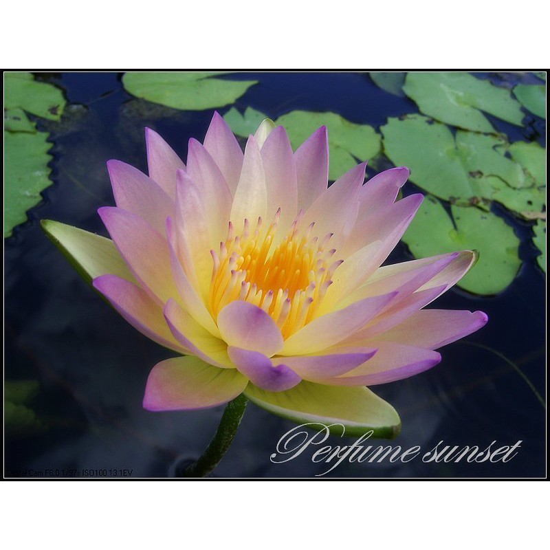 水世界蓮花 熱帶系香水蓮 獨家培育新品 夢幻香水落日perfume Sunset 帶花 苞成株 蝦皮購物