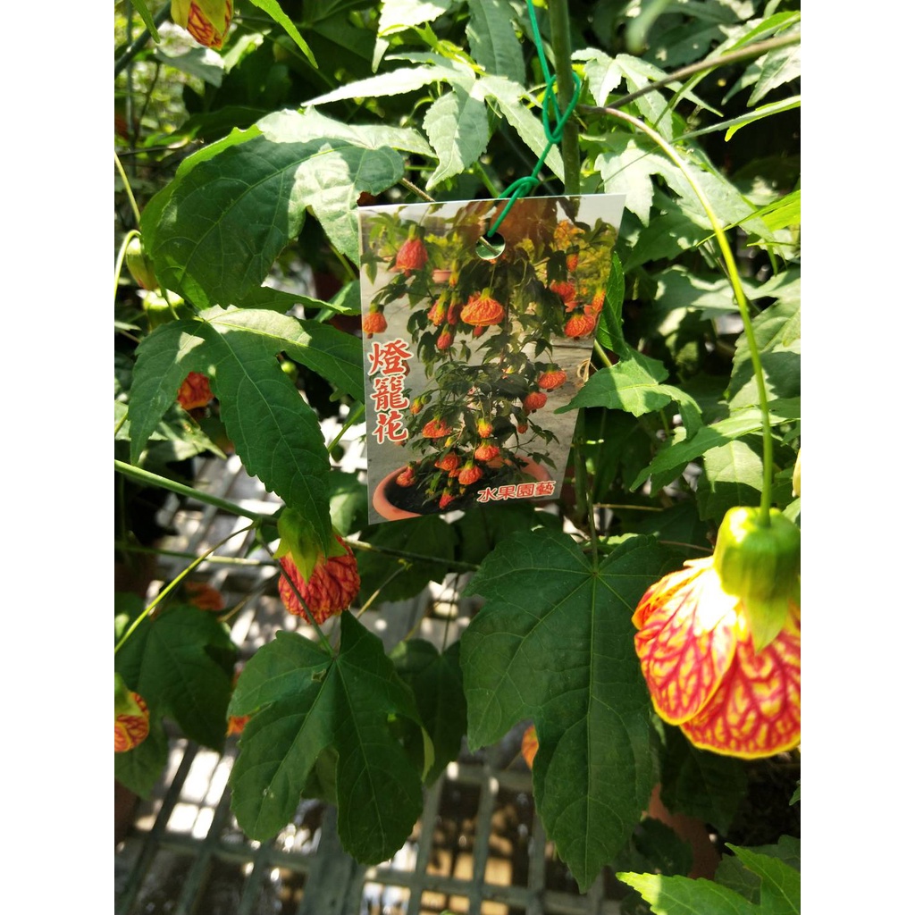 ☈綠玫☈觀葉植物☈燈籠花-8吋歐盆☈