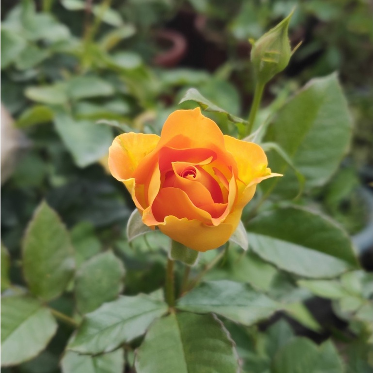 《金黃艾爾斯》 🈶貨 🌹 玫瑰花盆栽苗 🌹 玫瑰苗 🌹 玫瑰花苗 🌹 玫瑰盆花 🌹玫瑰花🌹