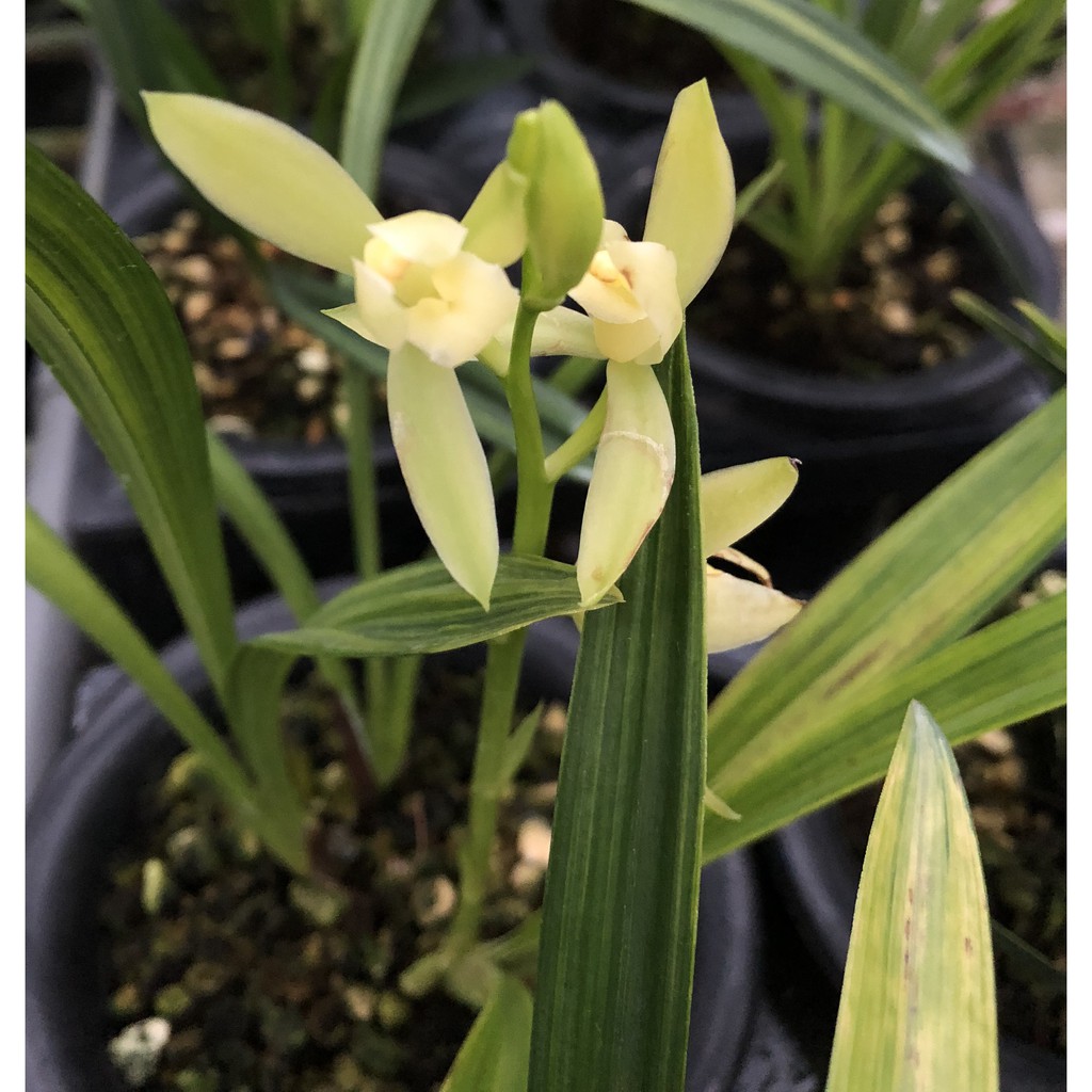 國蘭蘭花四季蘭素花日月寶此盆約4枝 蝦皮購物