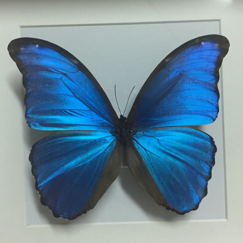 藍蝶標本摩佛爾蝶附框 蝦皮購物