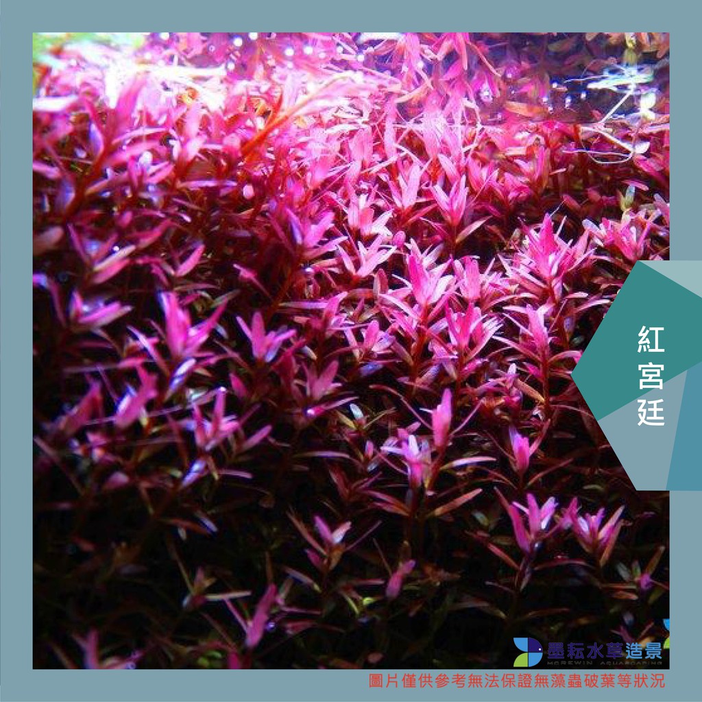 墨耘水草 紅宮廷 水中葉 10株 50元後景紅色耐熱不需co2 一般級水族 蝦皮購物
