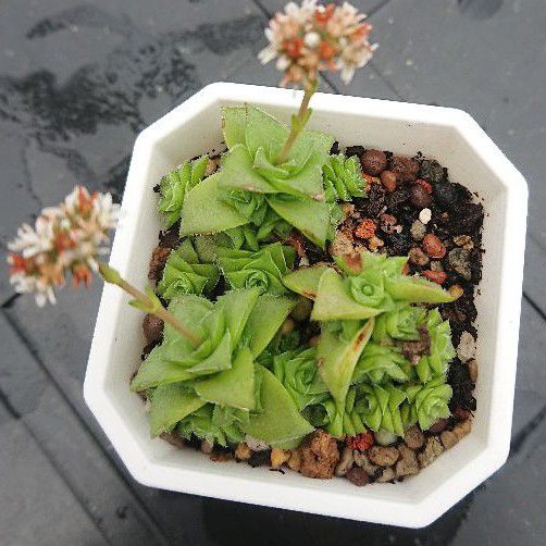 天空花園 多肉植物雪之妖精 蝦皮購物