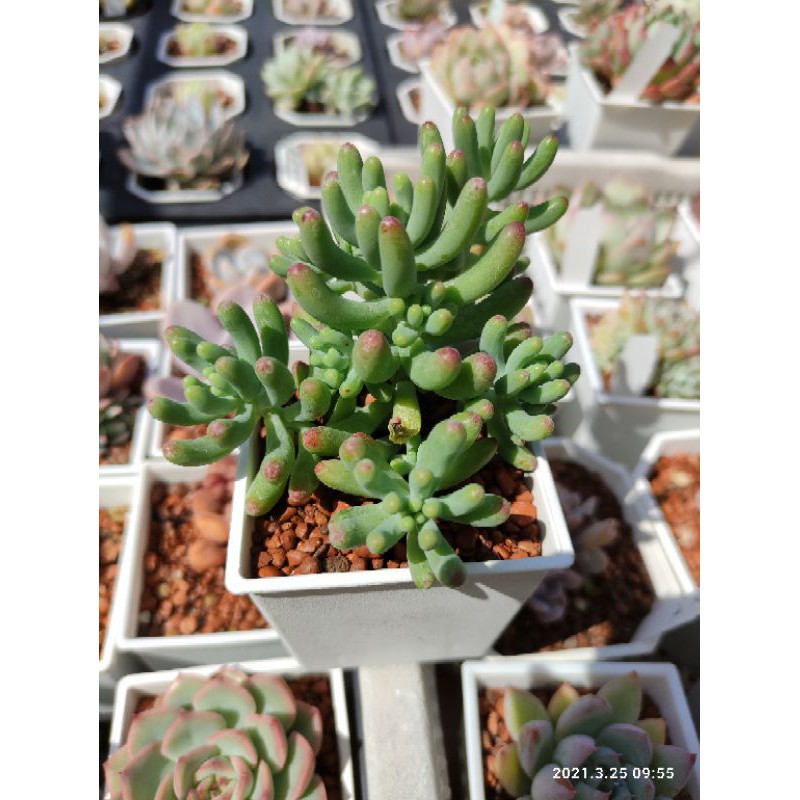 都市的後花園戀心 蝦皮購物