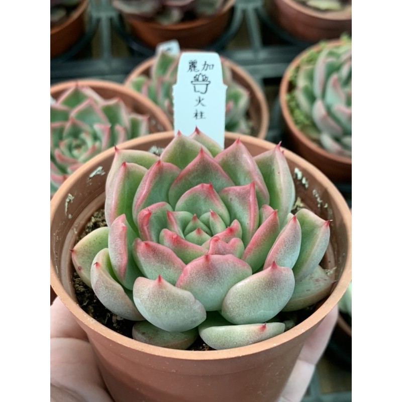 麗加蘭園 多肉植物 火柱 火炬 熱銷品 後有顯色實拍參考圖 蝦皮購物