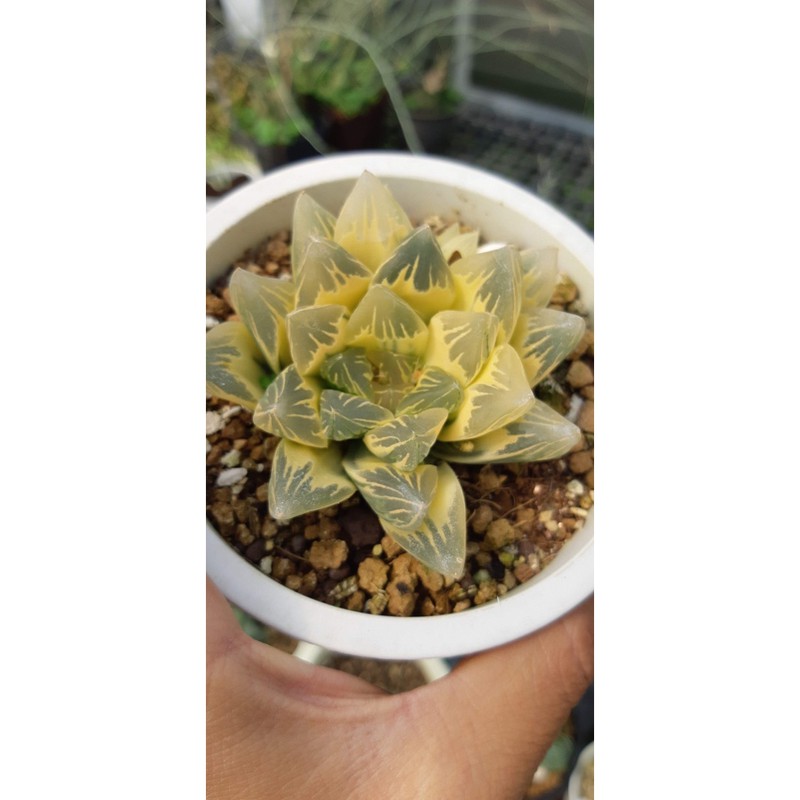 Haworthia ハオルチア花水晶オブツーサ錦 蝦皮購物