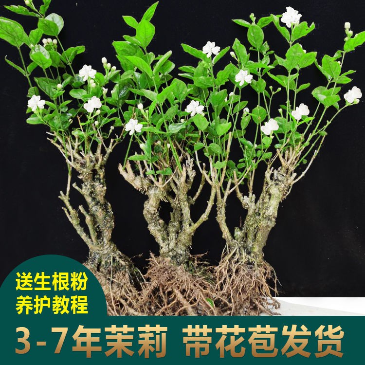 老根樹苗 花苗 茉莉花苗綠植花卉盆栽好養易活室外陽臺茉莉花盆栽苗四季開花不斷 走量 蝦皮購物