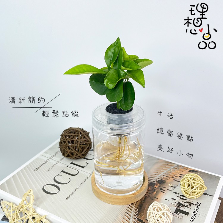 現貨 理想小品 柚子水耕盆栽無土種植簡單種植觀葉植物室內植物完全水培養塑膠飾品創意花盆盆栽 蝦皮購物