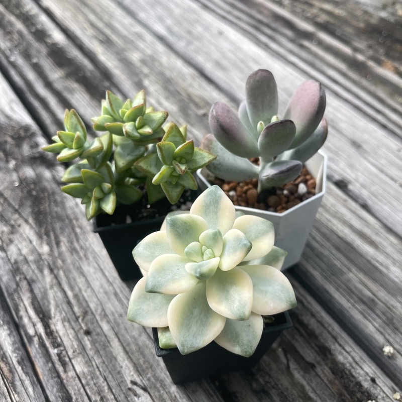 淡雪錦 拍賣 評價與ptt熱推商品 21年7月 飛比價格