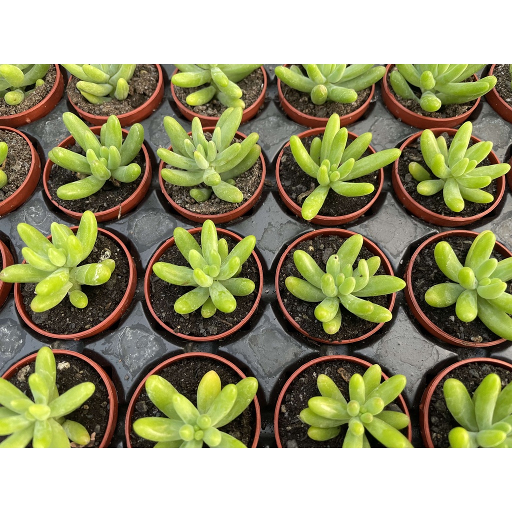 1吋迷你盆 八千代 多肉植物 仙人掌 蝦皮購物