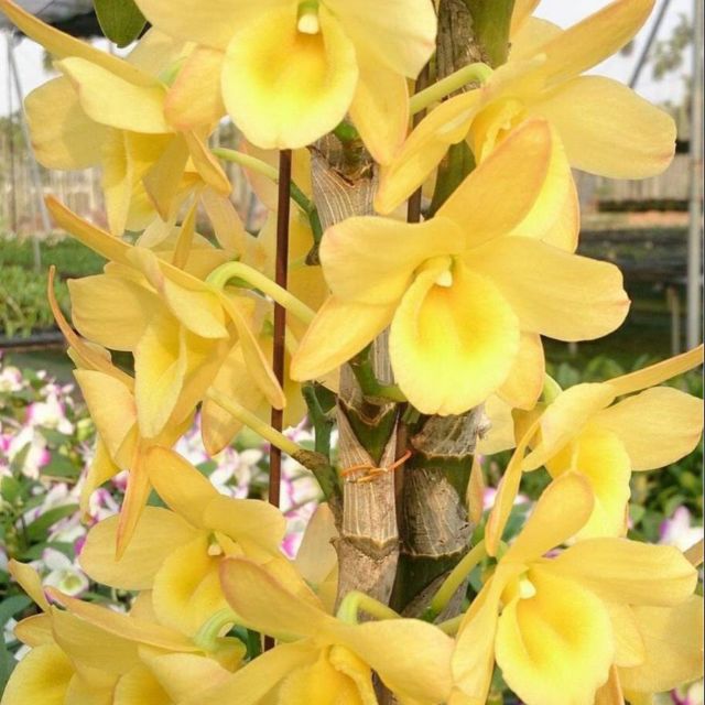 上賓蘭園 春石斛 日本株 D. Yellow Ribbon "Delight" 黃絲帶 售植株