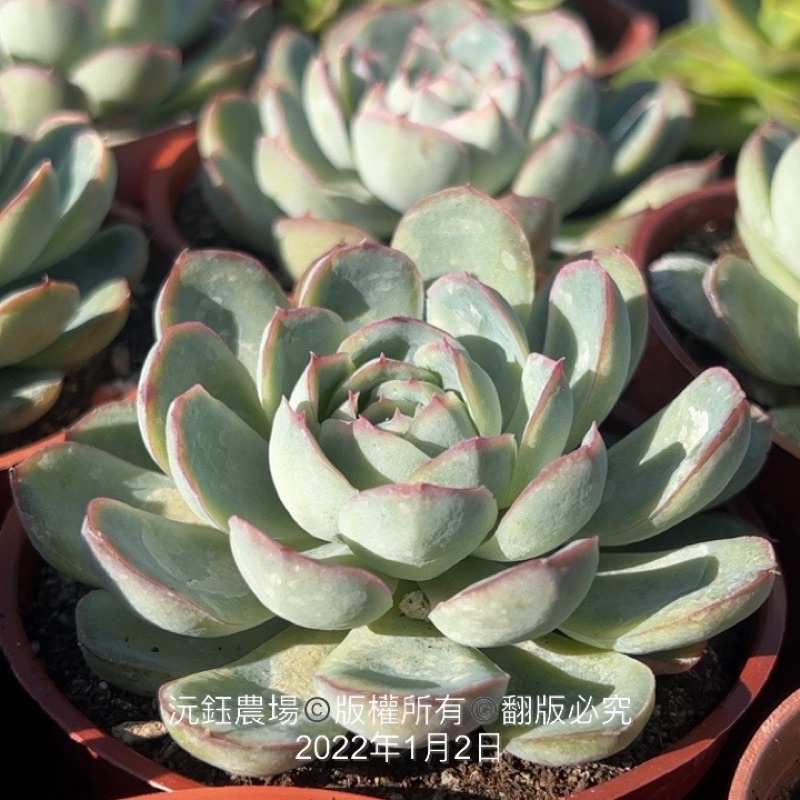 沅鈺農場   多肉植物  花月夜/醉美人（露養植物輕微曬傷）