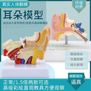 耳模型桌上型耳解剖模型外中內耳部聽覺系統器官耳朵構造教學醫學【美品LDYX】