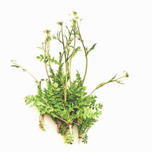 薺菜種子~~健康野菜~Capsella bursa-pastoris