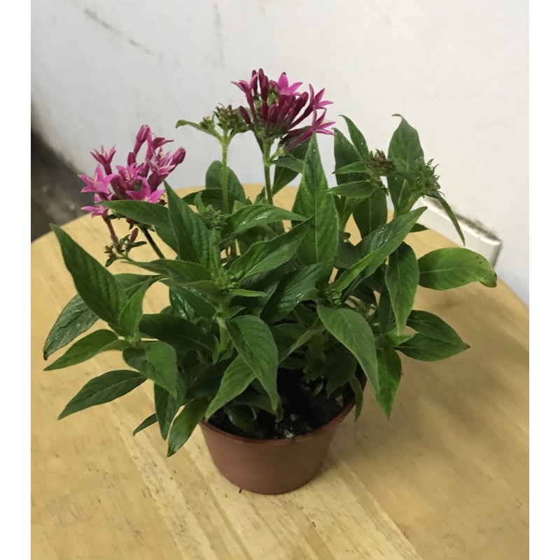 繁星花 3寸紅盆 又名雨傘花 星形花 蜜源植物之一 隨機出貨 蝦皮購物