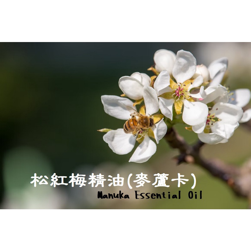 【露西皂材】松紅梅精油 Manuka Essential Oil(麥蘆卡精油)