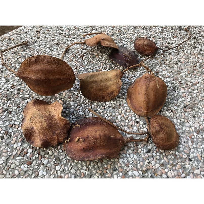 S 3 藍花楹果莢 內含種子可種植 1莢元 別名 巴西紫葳 非洲紫葳 紫雲木 蝦皮購物