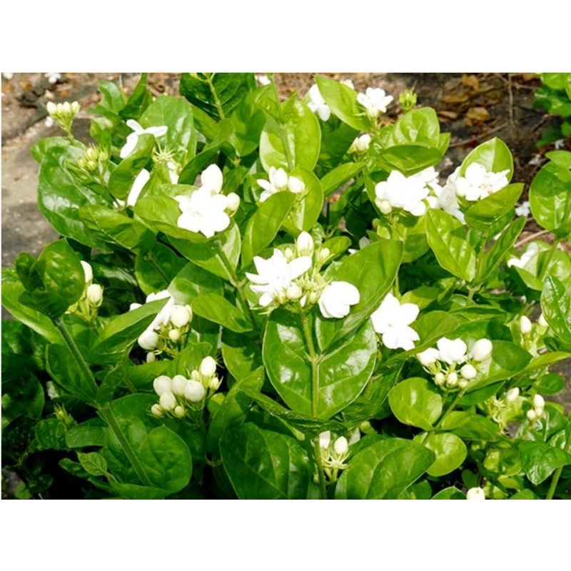 茉莉花苗茉莉花盆栽茉莉花香虎頭茉莉花當年度開花 蝦皮購物