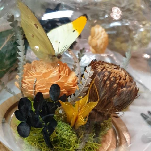 手工真蝴蝶標本乾燥花永生花玻璃罩客製化 蝦皮購物