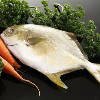 【海產教父】野生黃金鯧魚 3去 800g/隻！生鮮/鯧魚/銀鯧/金鯧/海鮮/魚