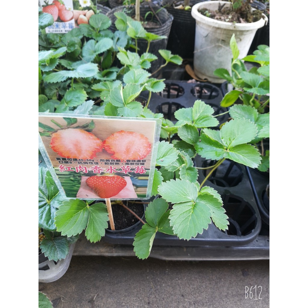 李家果苗 香水草莓苗 種苗 果粒碩大 外型豔麗 單價30元