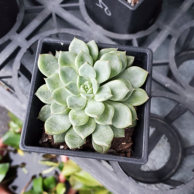 來自都蘭山 3吋盆多肉植物盆栽 七福神交種迷你馬 蝦皮購物