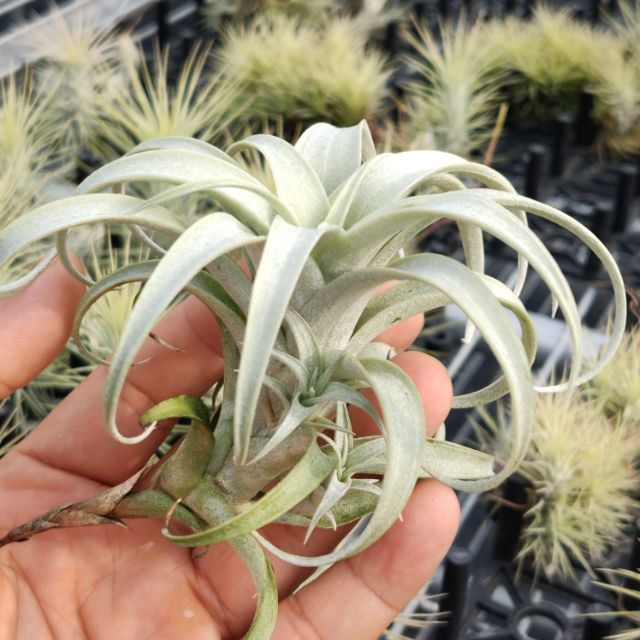 綠房子空氣鳳梨 玫瑰 Tillandsia roseoscapa