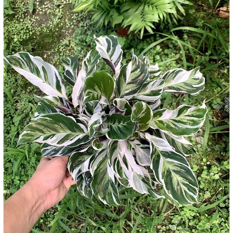 Goeppertia Louisae Fusion White 油畫竹芋 蝦皮購物