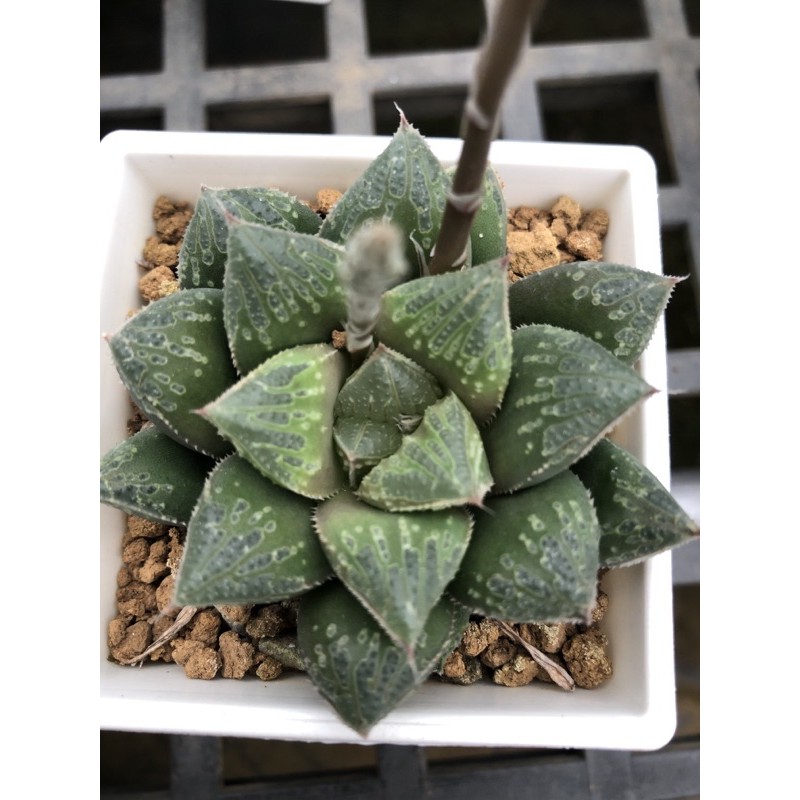 多肉植物 百合科 十二之卷 阿福科 玉露交種 物流購入 星夢園出品百合 蝦皮購物