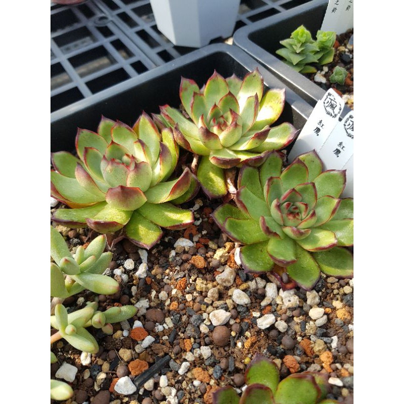瘋肉植物園 多肉植物 韓國嚴選 紅鷹 蝦皮購物