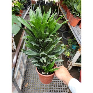 李家果苗 阿波羅 6吋盆 觀葉植物 高度30公分 特價140元