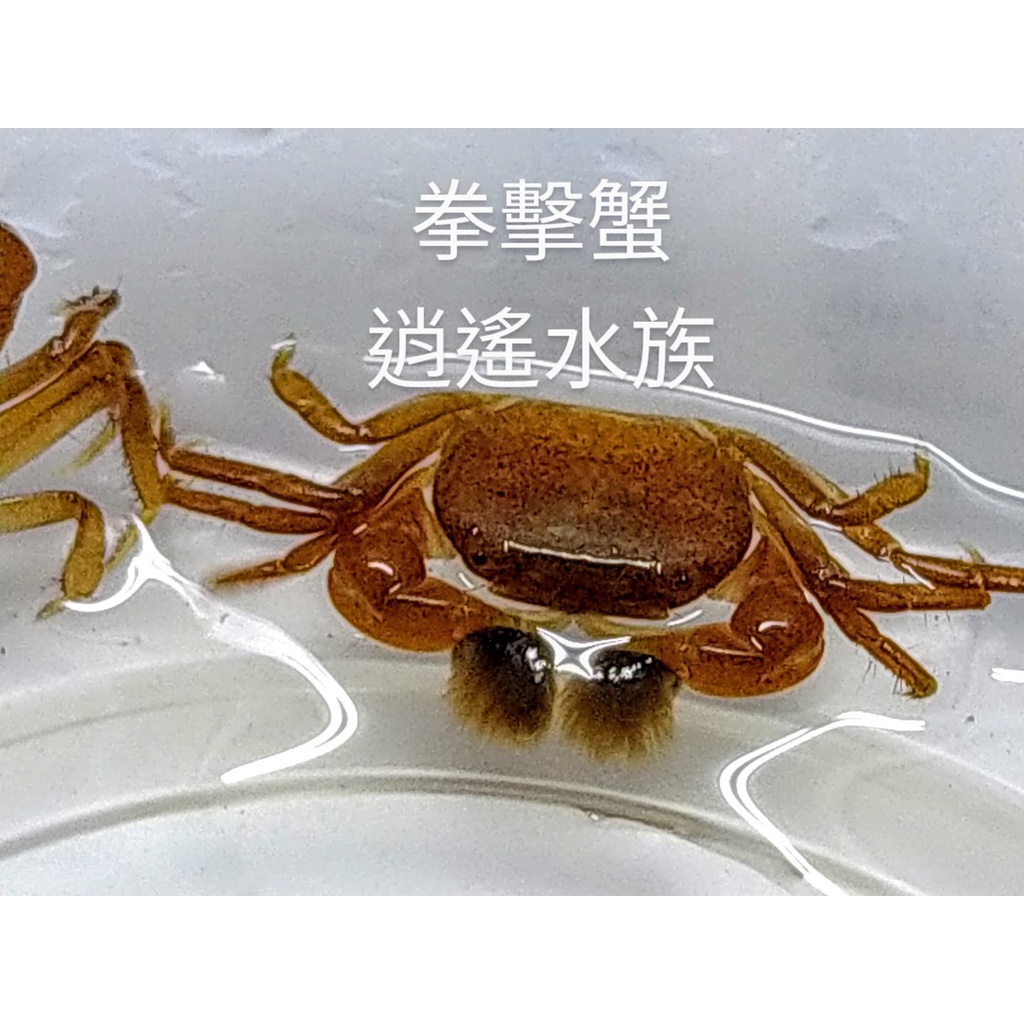 狗頭活餌 釣餌 豹紋啦啦蟹 稀少的拳擊蟹 飼料小螃蟹 除絲藻 除殘餌 溫馴 蝦皮購物
